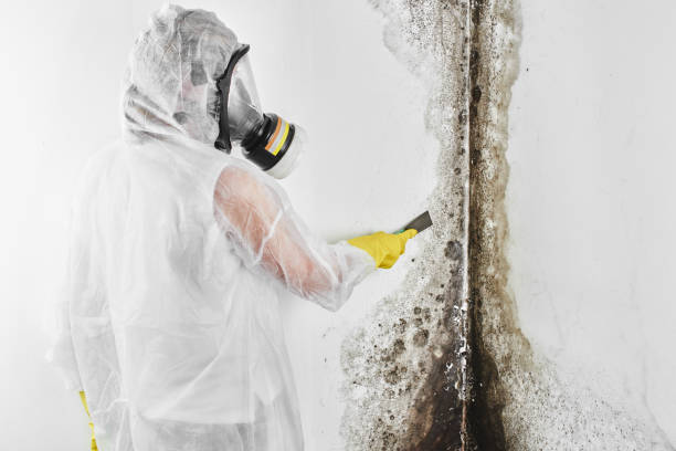 Best Residential Mold Removal  in Three Rivers, MI