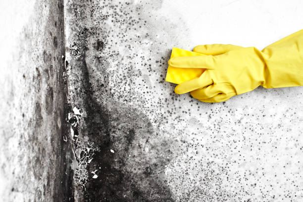 Best Emergency Mold Removal  in Three Rivers, MI