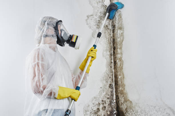 Professional Mold Removal in Three Rivers, MI