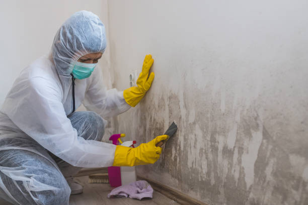 Best Residential Mold Removal  in Three Rivers, MI