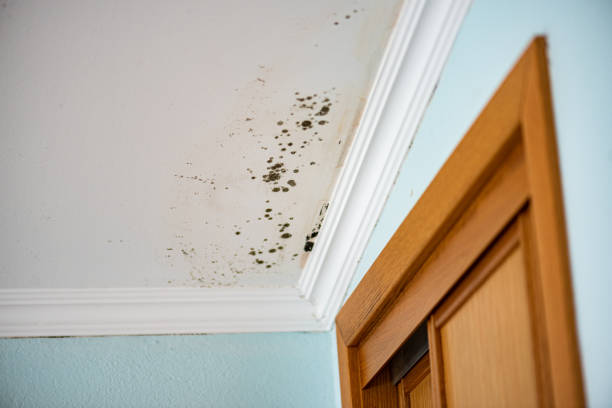 Best Mold Damage Repair  in Three Rivers, MI