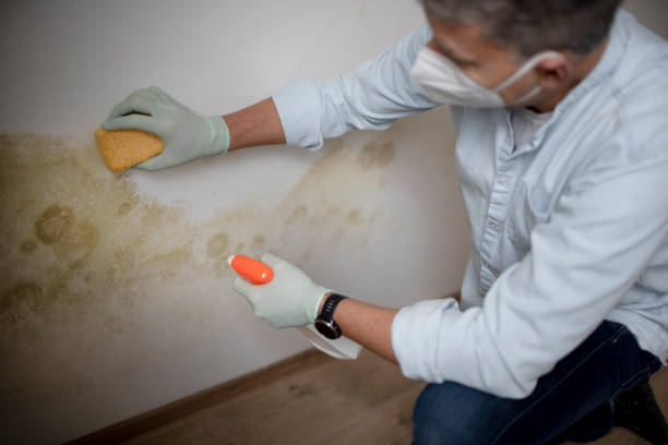 Best Mold Removal Near Me  in Three Rivers, MI