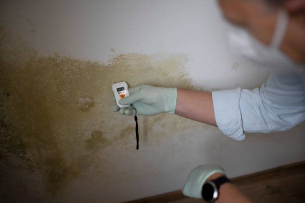 Best Home Mold Removal  in Three Rivers, MI