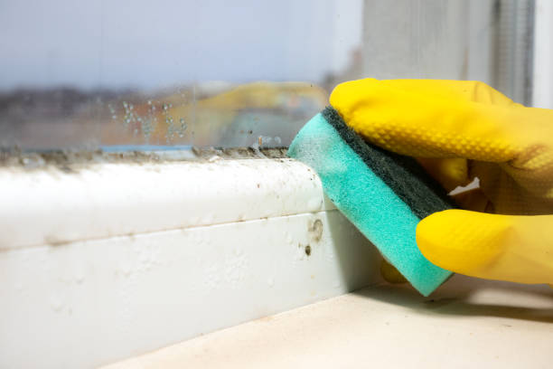 Best Mold Removal Company Near Me  in Three Rivers, MI