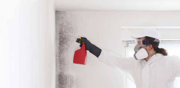 Best Same-Day Mold Removal  in Three Rivers, MI