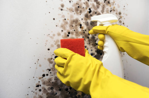 Best Fast Mold Removal  in Three Rivers, MI