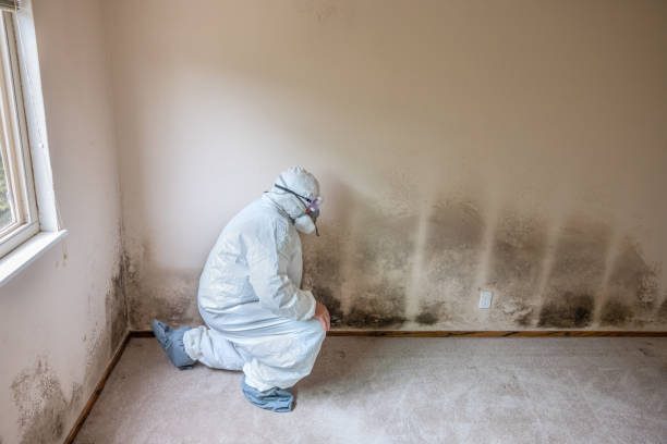 Best Local Mold Removal Service  in Three Rivers, MI