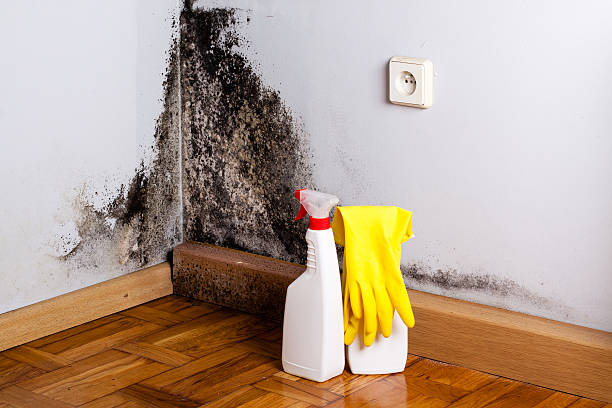 Best Mold Remediation Services  in Three Rivers, MI