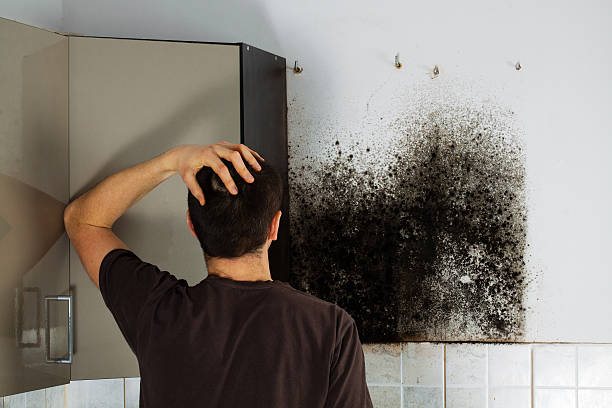 Best Mold Removal Near Me  in Three Rivers, MI