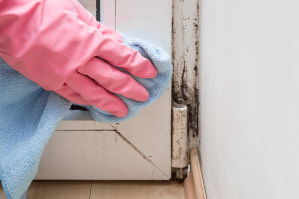 Best Certified Mold Removal  in Three Rivers, MI